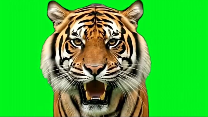 Green Screen Tiger