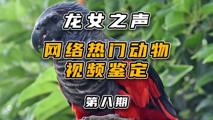 Are All Animal Ancestors Ugly Monsters? Identifying Popular Online Animals (8)