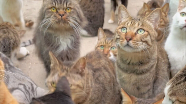 Selama 3,5 tahun menyelamatkan kucing liar tanpa meminta-minta atau mengemis simpati, ia bertahan de