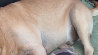 谁家大黄狗抢枕头啊