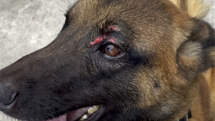 สุนัขตำรวจคือทหารไร้เสียง ที่เหมือนกับพวกเรา ยึดภารกิจเป็นอันดับหนึ่งเสมอ แม้จะบาดเจ็บก็ยังคงมุ่งมั่