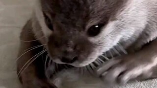 Khi một con rái cá thích một thứ gì đó: