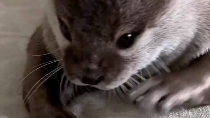 When an otter takes a fancy to something: