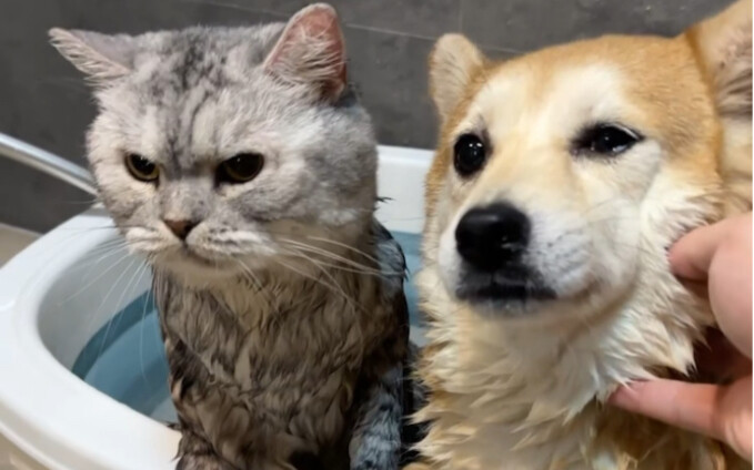 Kucing yang emosinya tidak stabil, ternyata jadi lebih tenang saat dimandikan!