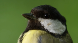 How Do Birds Incubate Their Eggs-