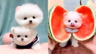 Funny and Cute Dog Pomeranian 😍🐶| Funny Puppy Videos # 65