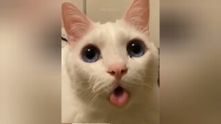 Funny animal 🤣สุดยอดคลิปตลก คลิปฮา น่ารัก สัตว์เลียง | ห.หวยพารวย