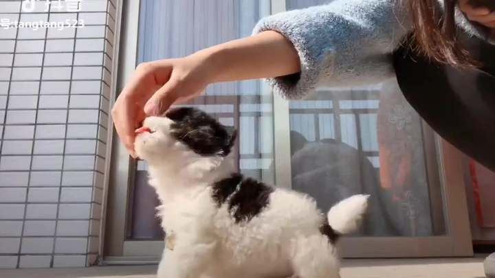 Kamu Gak Pernah Tahu Apa yang Bisa Dilakukan Para Kocak—Jiwa yang Menghibur