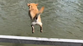 It was too hot, so I took it for a swim. I didn’t expect...