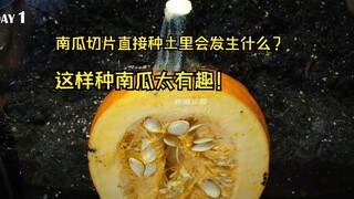 What happens if you slice a pumpkin and plant it in the soil? Never plant a pumpkin like this, or it