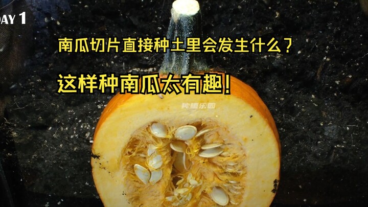 南瓜切片，种在土里会发生什么？千万别这样种南瓜，不然它就会这样生长！