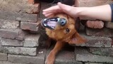 Dog|Angrily Rubbing Dog's Head