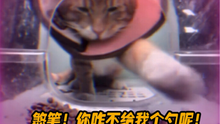 Cat: Can we get some smarter people to do the rescuing?