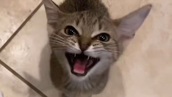 Cat: “Today, I’ll show you what the real world is all about!”
