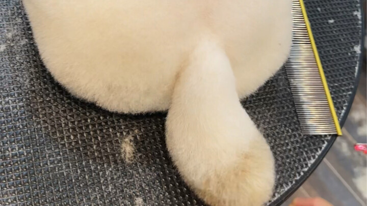 How to create a foam texture and polished details on a dog