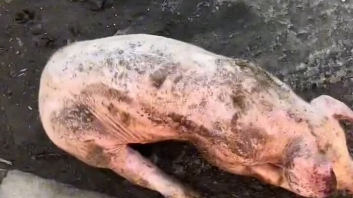 Pick up a pig on the road and live to eat meat at this time next year!