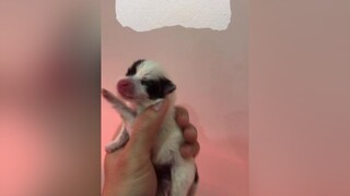 Có xấu không mọi người 🥰🥰🥰 dog pomeranian thucung xuhuong foryou TikTokFashUP doglover xuhuongtiktok