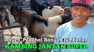 PENJUALAN TURUN PADAHAL KAMBING JANTANNYA UKURAN JUMBO BANYAK