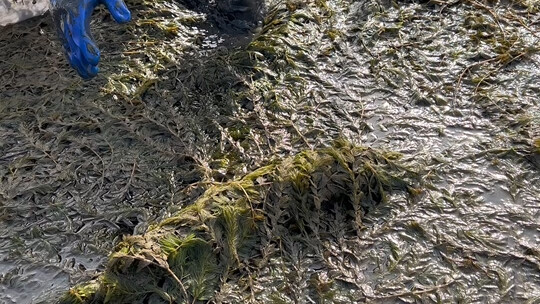 Bố tôi đào một cái ao, trong đó toàn là “hàng khủng”!