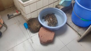 My turtle was terrified the night before Typhoon Dusurui