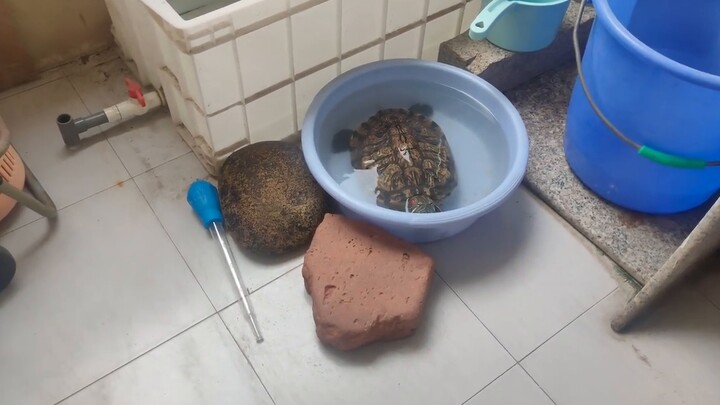 My turtle was terrified the night before Typhoon Dusurui