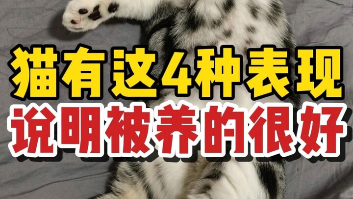 猫咪有这四种表现，说明你把它养的很好！