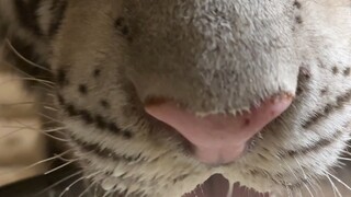 The cat that lost weight had no light in its eyes