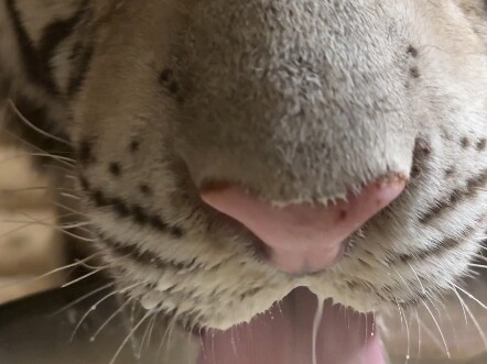 减肥的猫儿眼里都没光了