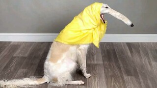 Probably the Funniest Pet Video on Youtube😁