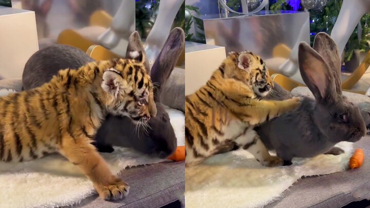 Little Tiger: I get the logic, but why is this rabbit even bigger than me?