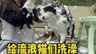 给院儿里的流浪猫们洗个澡