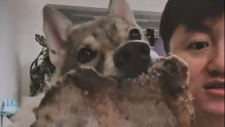 สุนัขป่าเช็กเวอร์ชันปรับปรุง