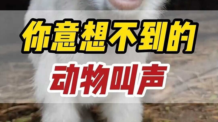 Which One Is the Animal’s Real Sound?