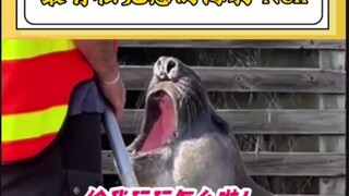 Thật muốn làm chú hải cẩu này, một em bé mập mạp hạnh phúc!