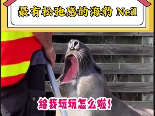 I really want to be this seal, a happy chubby baby!