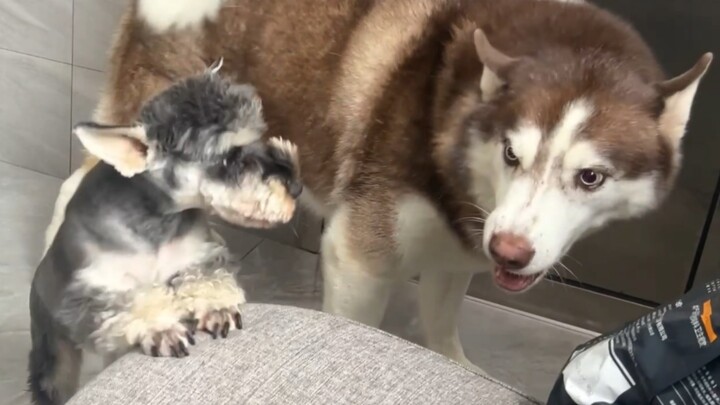 การเลี้ยงเจ้าไซบีเรียนฮัสกี้ขี้หึงนั้นจะเป็นอย่างไรนะ?