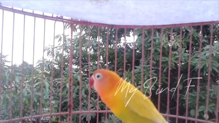 PILIHAN!!! Sekali BUNYI Lovebird ini 100% AMPUH untuk PIKAT Lovebird PAUD