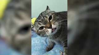 My cat has a million little issues.