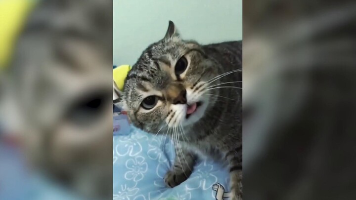 قطتي لديها مشكلة صغيرة جدًا