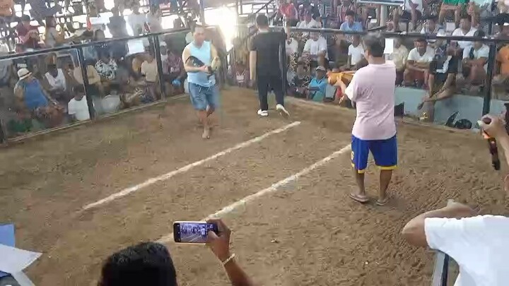 Black Kanawayon Maestro Win