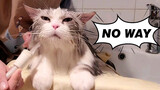 [สัตว์]แมวของฉันหยุดเคลื่อนไหวเมื่ออาบน้ำ...