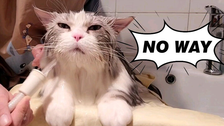 [Hewan]Kucingku berhenti bergerak saat mandi...