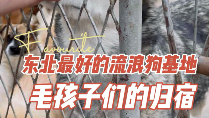 Cơ sở chó hoang tốt nhất Đông Bắc – Ngôi nhà của những bé cún lông xù