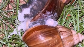 Snail: He is simply a living devil. He even used 502?
