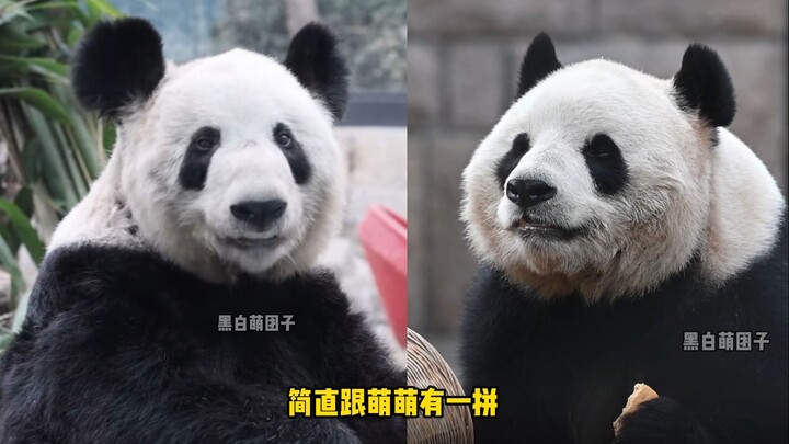 [Beijing Zoo’s Giant Panda House Is Really Just a Pig Farm—It’s Official] Ya Ya’s face is almost as 