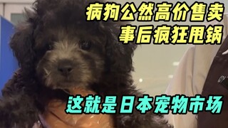 Sharing my experience of buying a sick dog in Japan. It was really expensive and a rip-off.