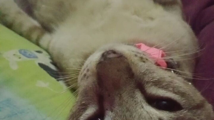 มินนี่จัง