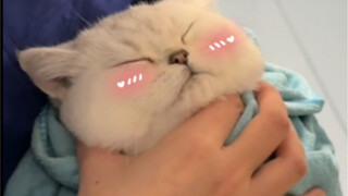 A kitten was admitted to the hospital because of eating too much