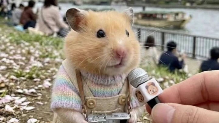 หนูแฮมสเตอร์ตัวน้อยมาถ่ายแบบที่ถนนสวนสาธารณะแล้ว!