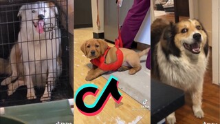 TikToks of dogs that are good bois - TikTok dog Compilation #4